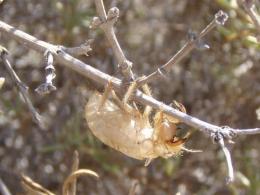 Cicada grub carapace