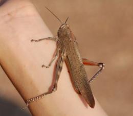 Fully fledged locust