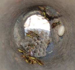 Wasps’ nest