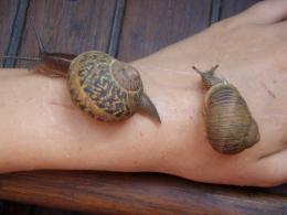 Studying the private lives of snails