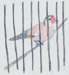 Caged Goldfinch by Roxanne Schinas