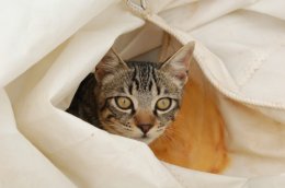 Ship’s Cat hiding in a sail