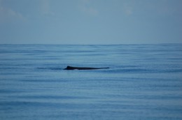 Glimpse of a Sperm Whale