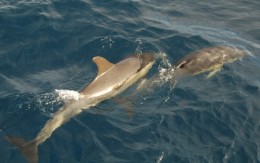Common Dolphins riding at the bow
