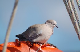 The Passenger Pigeon (Collared Dove)