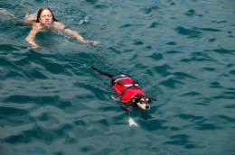 Swimming the Dog