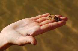 A Tiny Frog Goes Free