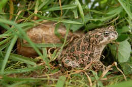Toad in his Vivarium