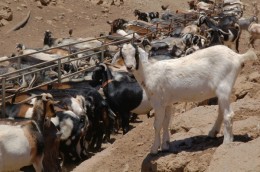 The Goat Farm