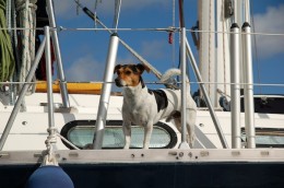 Chester keeping watch for trouble aboard Tosca