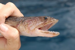 Lizard Fish have Sharp Teeth