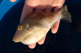 Sharp-Nosed Puffer, before his safe return to the water
