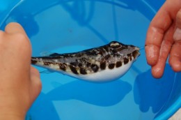 Guinean Puffer, before removal of the hook and line
