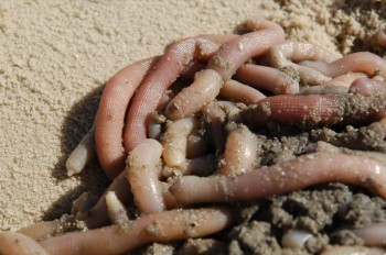 A pile of marine worms, freshly dug from the edge of the sand