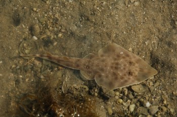 Occasionally one comes across larger fish, such as this baby ray. It was trapped in a small pool.