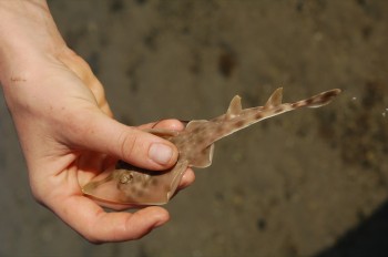 We released the baby ray into the open water.