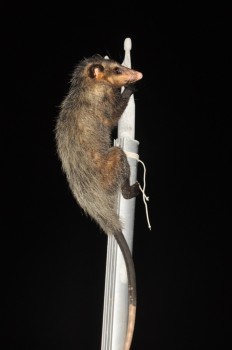 Opossum on the flag pole
