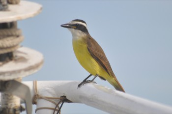 Kiskadee perched on the bow