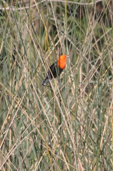 Even the scarlet-headed blackbird is seldom visible amongst the reeds.