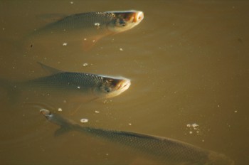 Smelt (pejerreyes) gasping for air in polluted waters at La Plata
