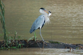 A magnificent grey heron with a good catch