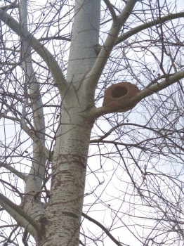 Oven bird's nest