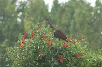 Loony Limpkin perched in a flimsy tree, last summer. Is he my Crazy Chicken Cuckoo?