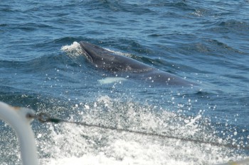 A minke whale surfaces beside the boat