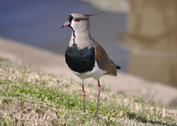 Spur-winged plover on the bank of the Luján