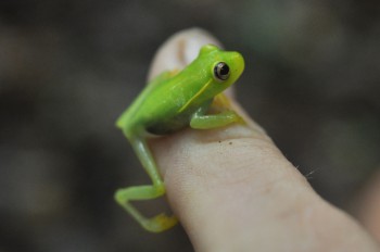 Brazilian tree frog