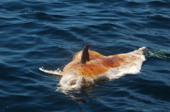What can have killed this dolphin? We don't know, but pollution is the likeliest culprit.