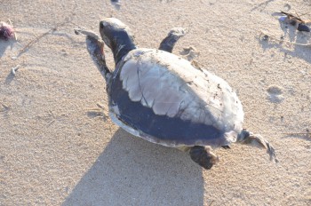 It's most unlikley that this young turtle died of natural causes. More probably, we killed him with our junk.