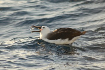 An albatross finally finds a morsel, but is it tasty or is it toxic?