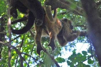 Howler monkeys enjoying a siesta