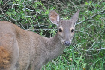 A brockert deer, which allowed me to approach within 12 feet