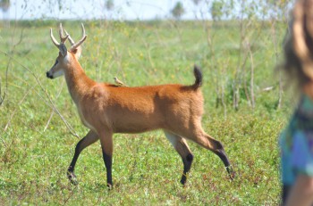 A marsh deer, with a tick-bird on its back, wanders past the tourists