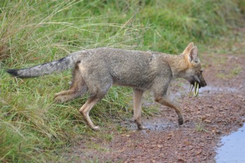 Everybody has to eat. This fox has found and killed a snake and is taking it home to her cubs.