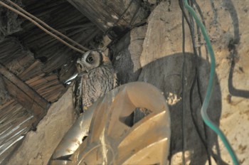 Screech owl roosting in a mechanics workshop