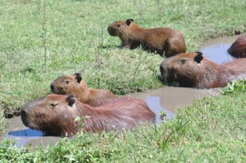 Capybaras love wallowing, but they also whinny rather like horses and bark like dogs.