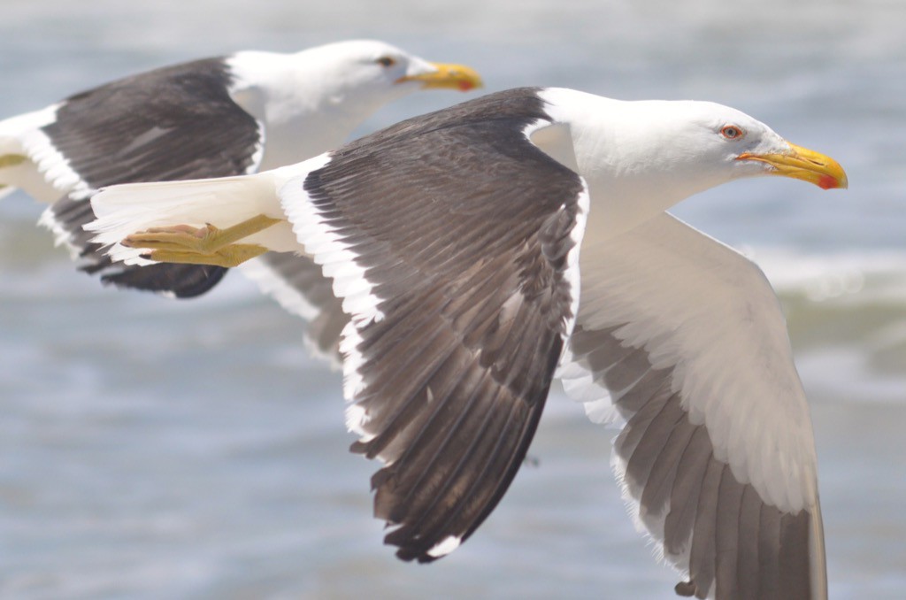 Seagulls at Mar del Plata