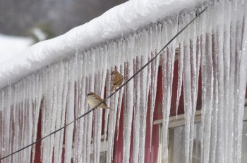 Icicles hang from a roof in Puerto Williams. Luckily, its not so cold further north where the tsunami struck
