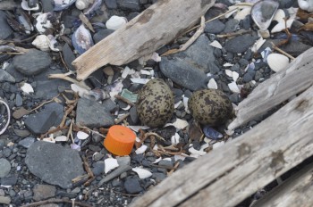 The nest of a Magellanic oyster-catcher, right alongside a tasty-looking plastic bottle-top