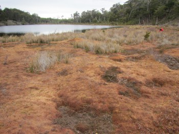 Boring bog (composed principally of Sphagnum moss)