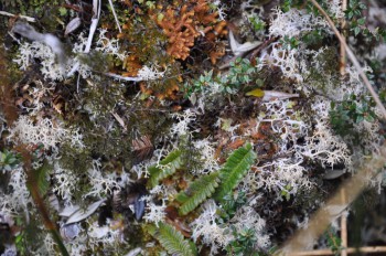 Plants, liverworts, and lichens competeing for space. (There are at least 5 species in this photo.)
