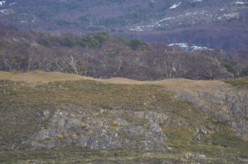 Raised mounds indicate the site of a Yaghan hut (three in this picture, taken some miles from Wulaia)