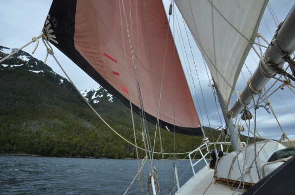 Mollymawk on the wind in the Beagle Channel