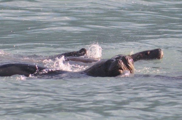 Fur seals frolicking in the bay of Yendegaia