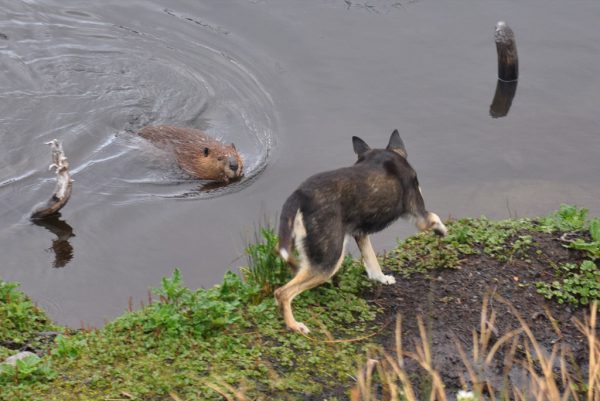Some dogs will jump into the water and kill a beaver, but Poppy was simply mystified about this one.