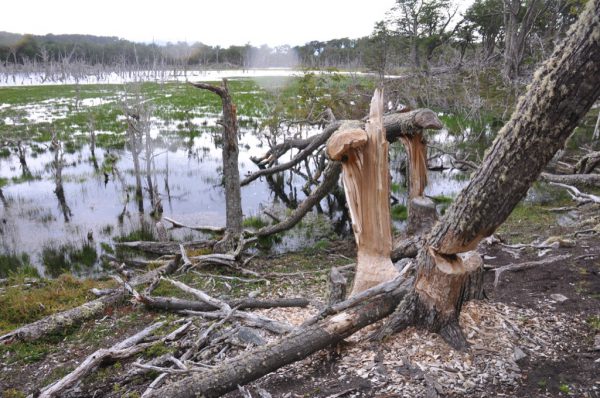 If only the beaver wasn't so damn wasteful! If only he could evolve a tendency towards taking the bark from just one side of each tree; if only he didn't feel the need to build such large ponds…