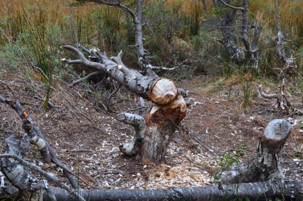A cleanly felled tree. The beavers have chewed off the branches and taken them away to their lodge. They will probably climb onto the trunk and eat the rest of the bark in situ.